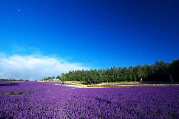 Lavender Fields in Hokkaido